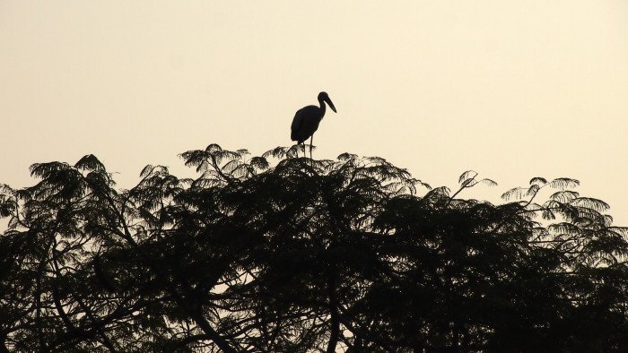 Stork in Ayutthaya 63 2k