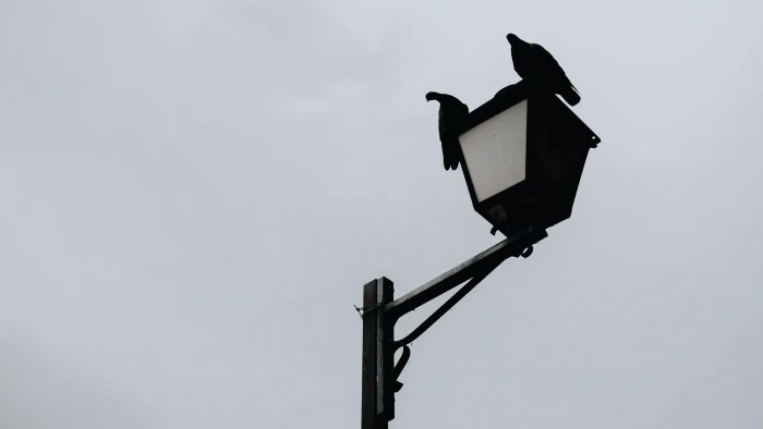 Two birds Minimalistic Street Photography