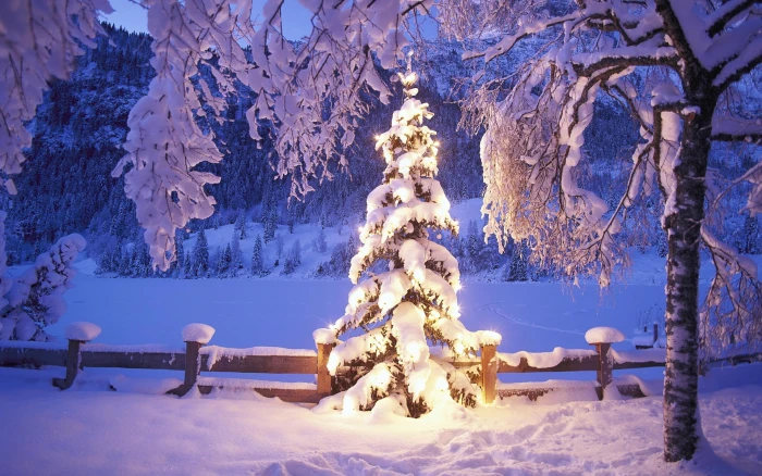 Christmas tree Snowy Tree Abstract Photography HD Art