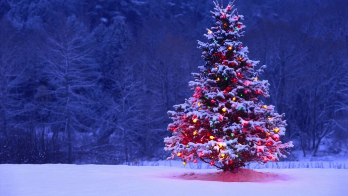 pine tree Christmas Tree winter snow season nature