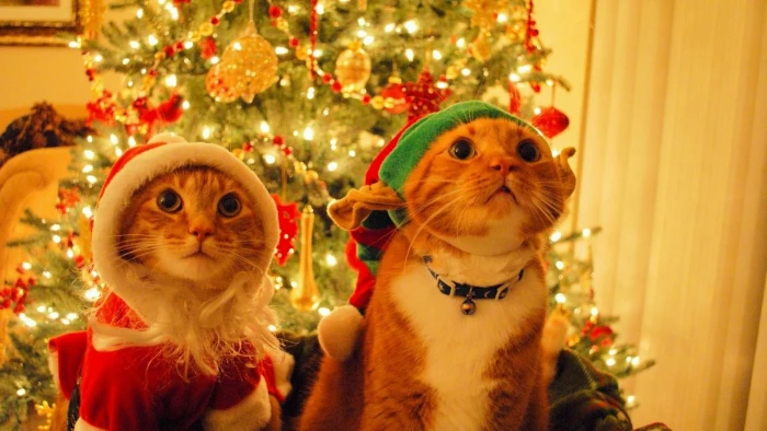 two short haired orange cats animals Christmas celebration