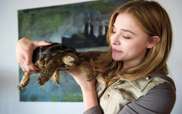 women animals turtle Chlo Grace Moretz blonde actress 2k