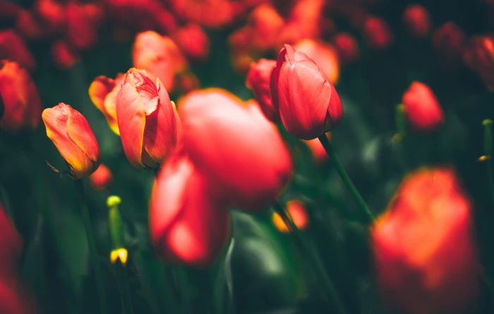Flora Bloom Tulips 2k 4k 5k 8k