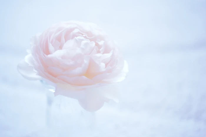 flower Camellia pink beauty in nature rose 2k 4k 5k