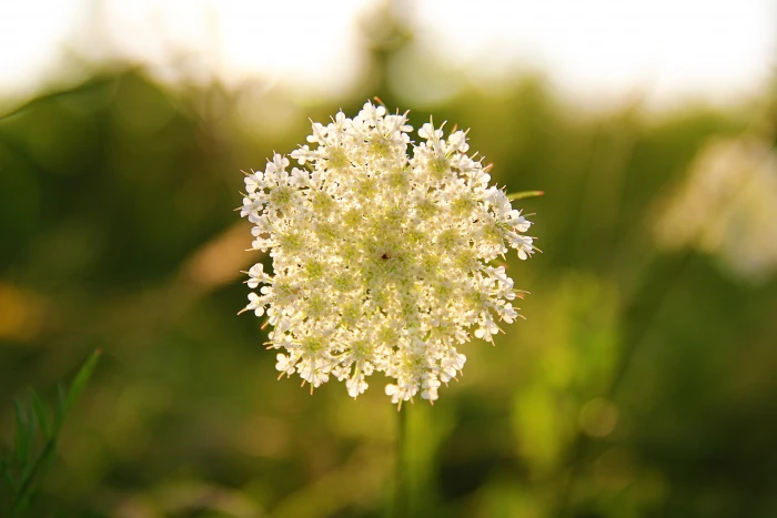 white blur Wildflowers 2k 4k 5k