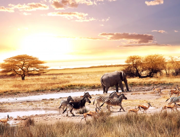 Zebras Deers African Savanna Elephants 2k 4k 5k 8k