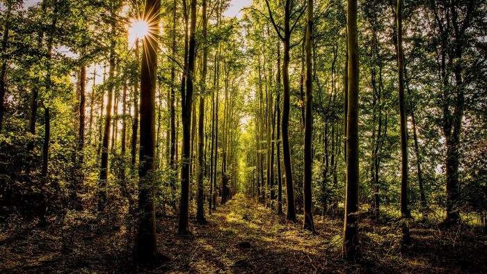 forest landscape tree plant tranquility woodland beauty in nature 2k 4k 5k 8k