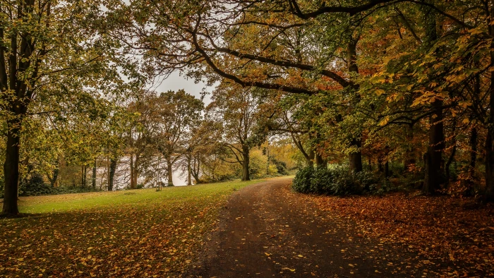 nature picture tree plant autumn change the way forward 2k 4k 5k 8k