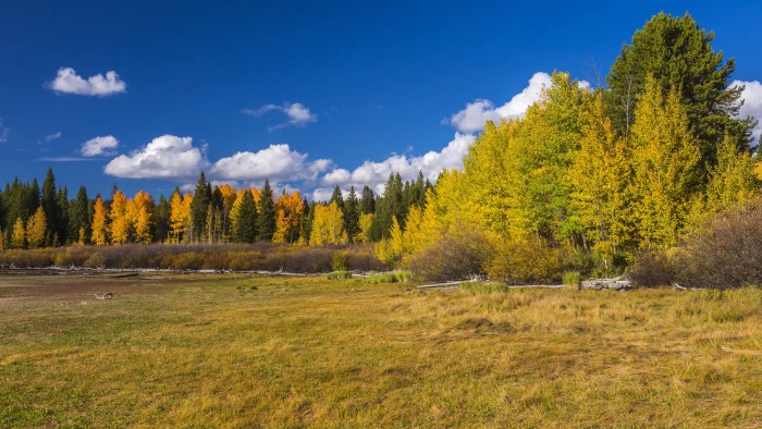 resolution picture plant tree sky land tranquil scene 2k 4k 5k 8k