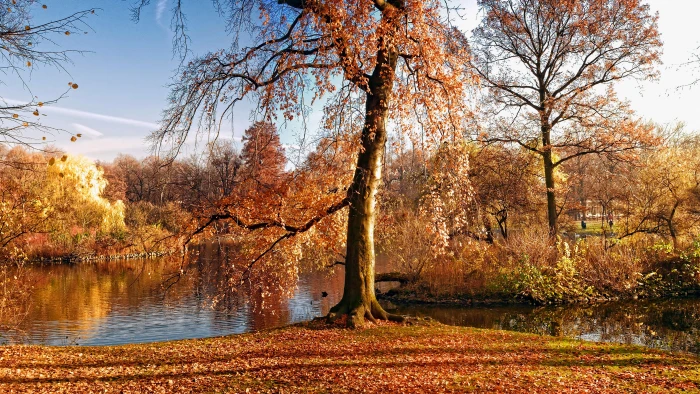 ultra hd picture tree autumn plant change beauty in nature 2k 4k 5k 8k