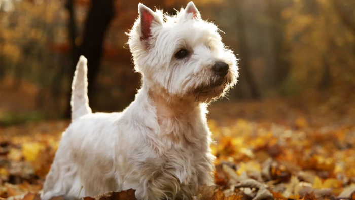 white west highland terrier dog haircut picture domestic animals 2k 4k 5k 8k