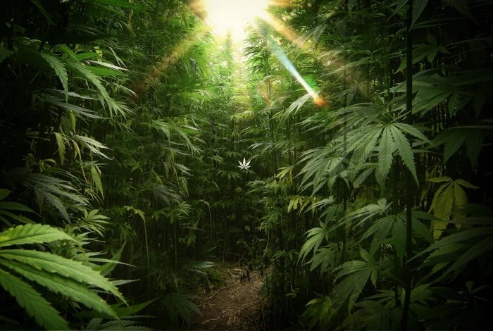 cannabis drug drugs marijuana nature plant psychedelic 2k