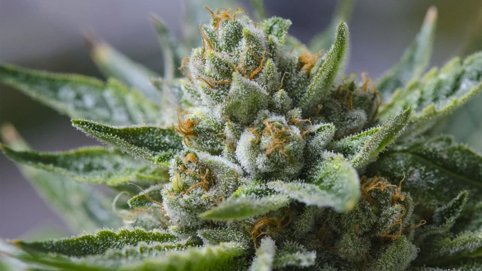 cannabis drug drugs marijuana nature plant psychedelic 2k