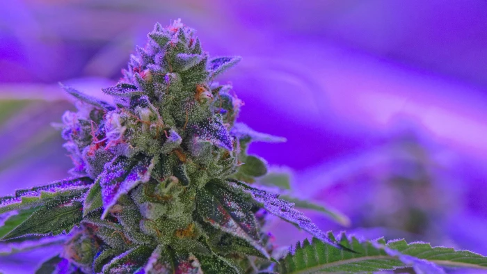 cannabis drug drugs marijuana nature plant psychedelic 2k