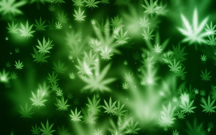 cannabis drug drugs marijuana nature plant psychedelic 2k