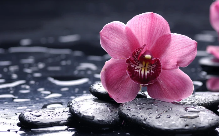 HD drops Orchid flowers pink 2k 4k 5k 8k