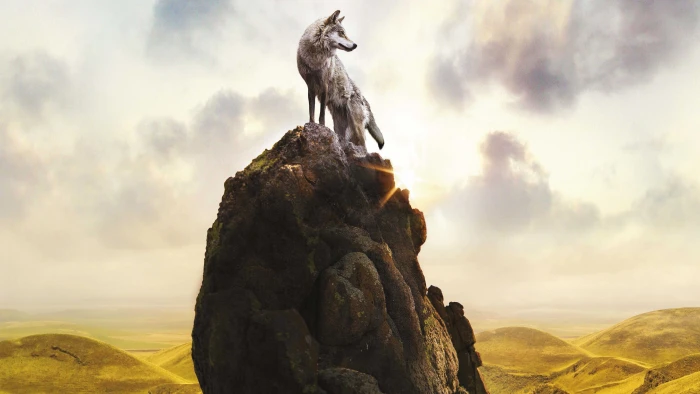 Le Dernier loup Fox 2k 4k 5k 8k