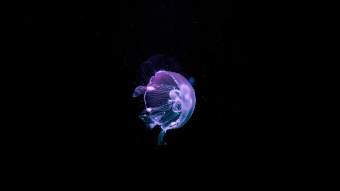 purple jellyfish water underwater nature animals sea dark 2k