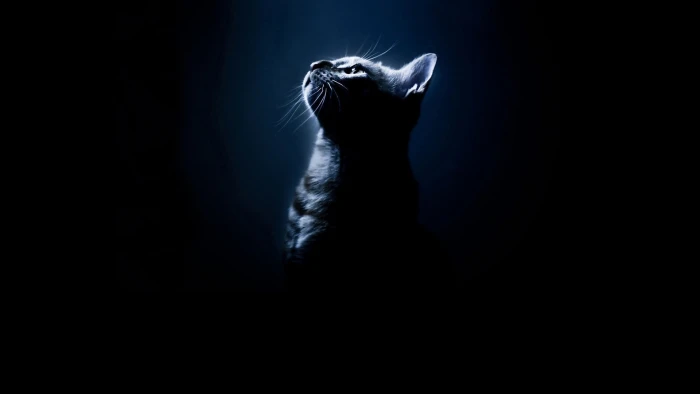 black cats animals silhouette background Animals Cats HD Art 2k