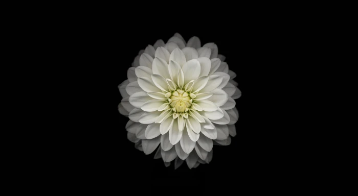 Apple iOS Flower 3 white dahlia flower Computers Mac nature 2k