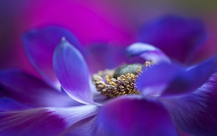 purple Poppy flower in bloom macro photo Anemone nature blue