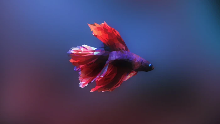 red and purple betta fish illustration Siamese fighting 2k