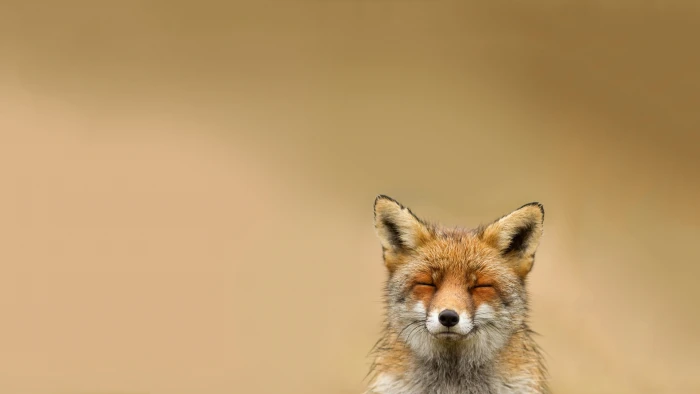 red fox animals smiling simple background nature one animal 2k