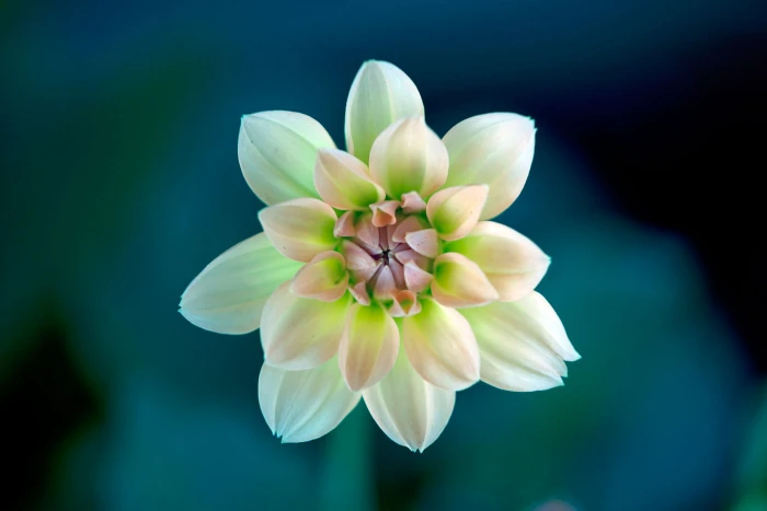 shallow focus photography of white and green flower Transparency