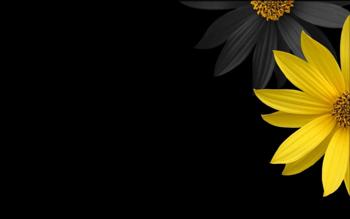 yellow sunflower with black background flowers 2k