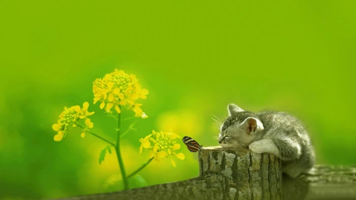 animals plant grass summer spring flower season leaf 2k