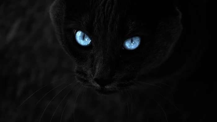 black cat selective coloring animals blue eyes cats 2k