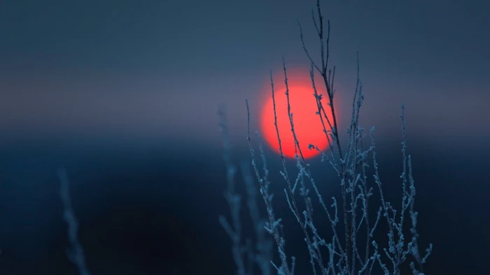 close up photo of plant shallow focus grey twigs and sunset 2k