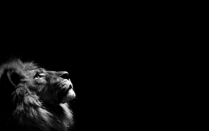 dark photography grayscale lions black background Abstract Photography HD Art 2k