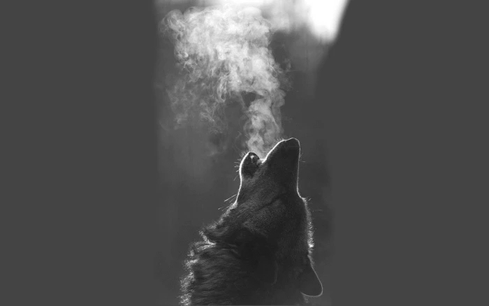 grayscale wolf howling animals monochrome smoke Physical Structure 2k