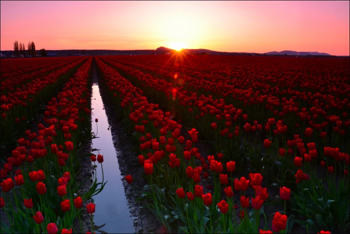 tourism Tulip Fields Skagit Valley Washington USA travel 2k 4k 5k