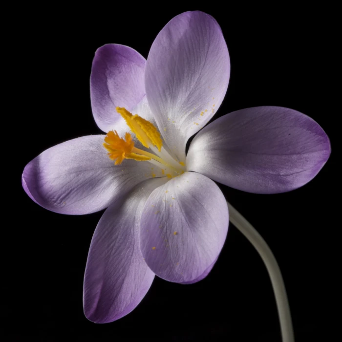 purple Crocus flower in bloom close up photo crocus Series