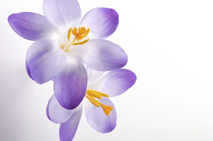 purple white flowers crocus Series Yellow Art Graphics 2k