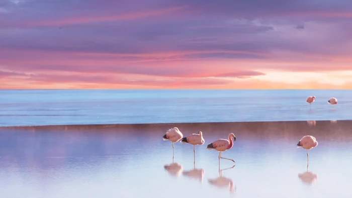 Birds Flamingo Animal Beach Horizon Ocean Sea Sunset 2k
