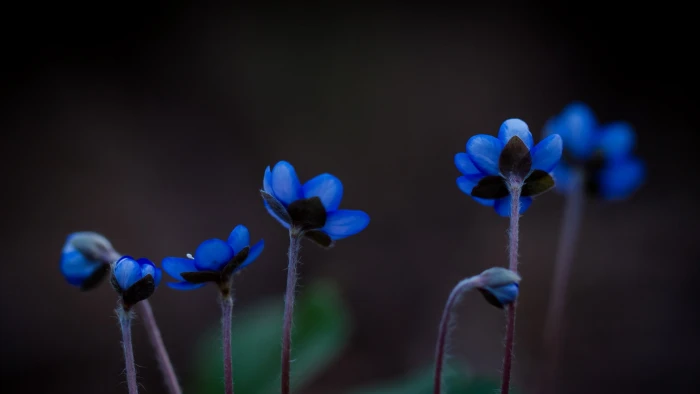 blue and white flower decor plants flowers nature macro 2k