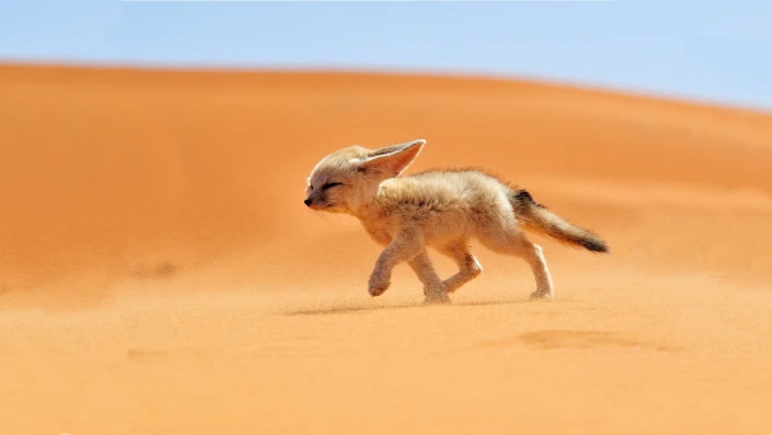brown animal and black walking on desert sand 2k