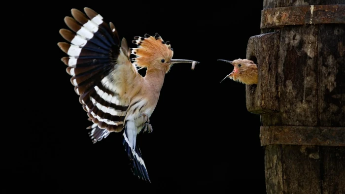 brown white and black bird nature animals birds hoopoes 2k