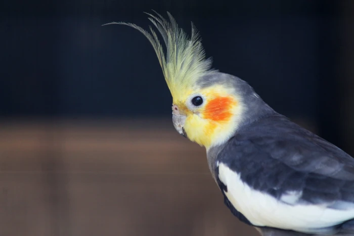 cockatiel bird Cocktail Parrot Posing Fly wings feather 2k