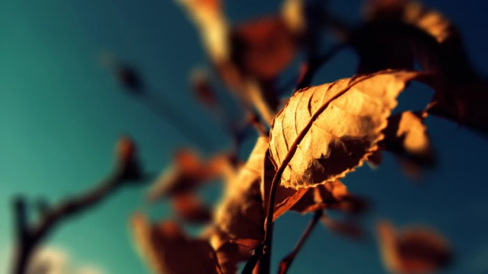 dried leaf selective focus photo of brown nature fall 2k