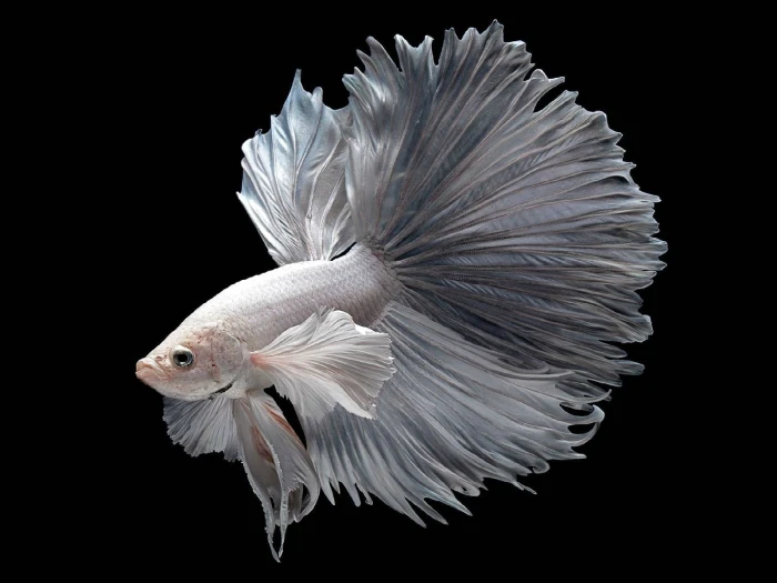 Animal Betta Siamese Fighting Fish animal themes vertebrate 2k