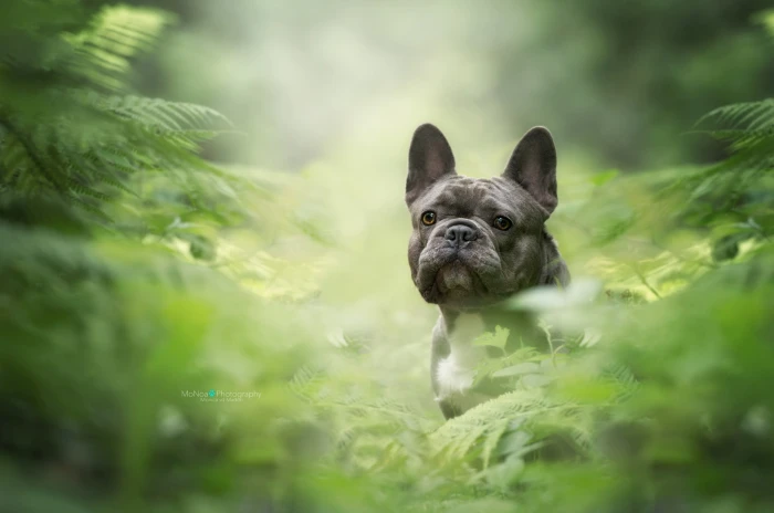 black and white short coated dog photography nature plants 2k