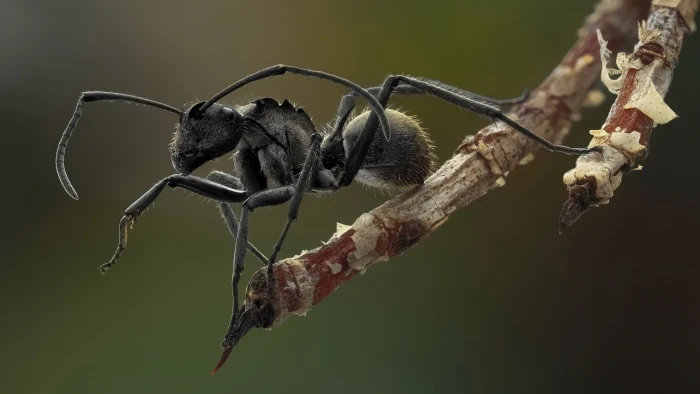 black ant ants macro insect animals nature close up wildlife 2k