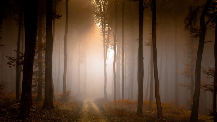 green leaf trees nature landscape forest branch dirt road 2k