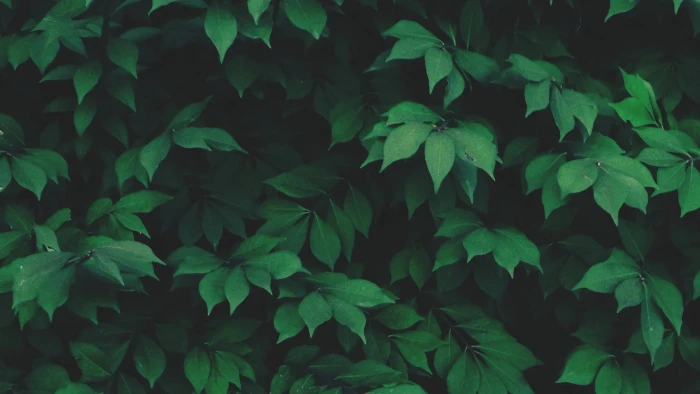 green leafed plant leaf nature solo plants leaves 2k
