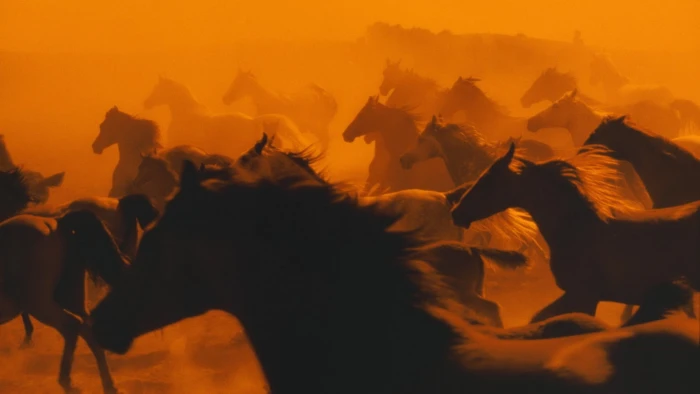 herd of brown horse nature animals group mammal 2k
