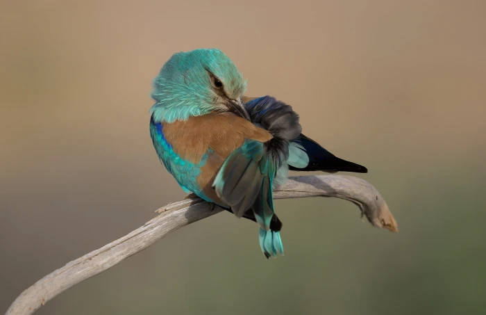 Indian roller bird animals nature birds animal wildlife themes 2k